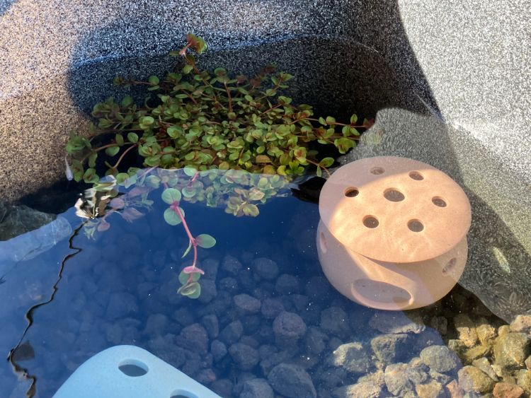 メダカの隠れ場所におすすめ！】メダカの憩いハウス | 杜若園芸WEB