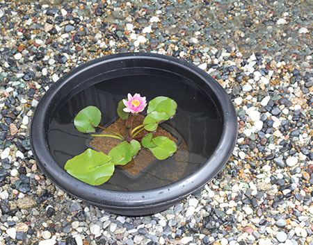 ハス絵柄入りプラ製水鉢L | 杜若園芸WEBショップ｜水草の生産販売