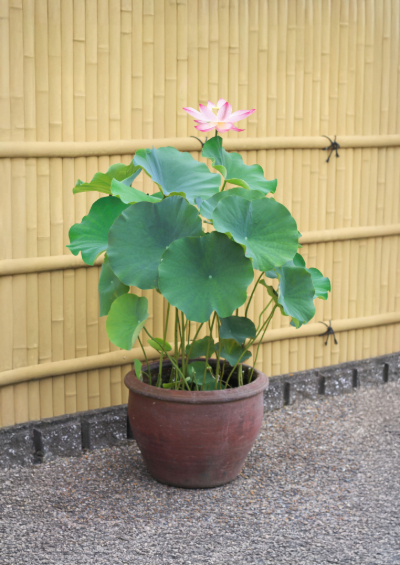 水鉢、鉢 約38cm 黒プラ鉢Φ39 | 杜若園芸WEBショップ｜水草の生産販売【通販ショップ】
