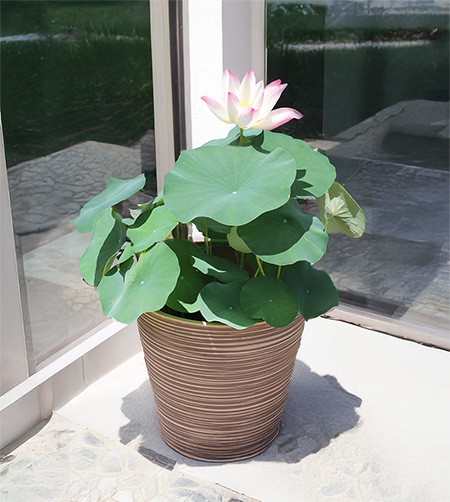 専用です　植物 サンスベリア 3.5号 ドラッガーX Draggae X 黒プラ鉢｜観葉02-D2