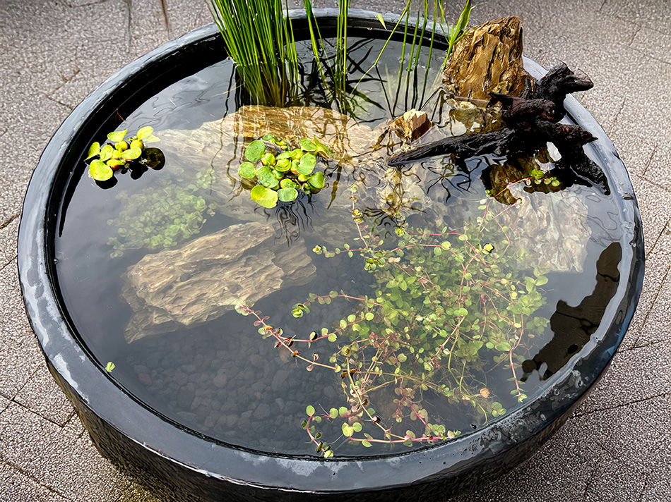 気孔石-1 | 杜若園芸WEBショップ｜水草の生産販売【通販ショップ】