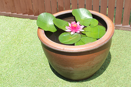 使いやすい！お手軽陶器鉢（大） | 杜若園芸WEBショップ｜水草の生産