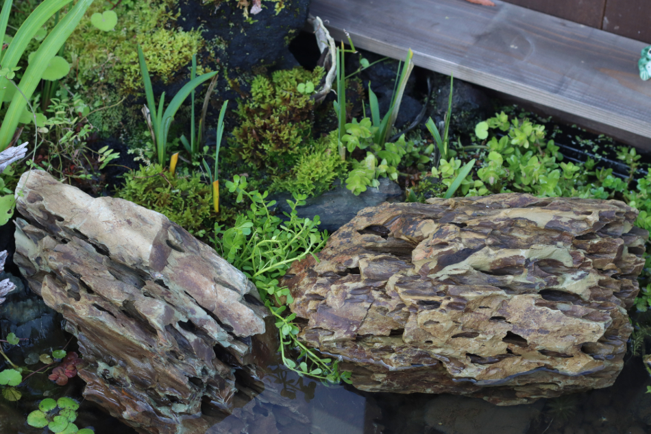 気孔石-6 | 杜若園芸WEBショップ｜水草の生産販売【通販ショップ】