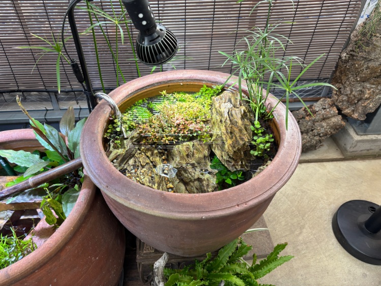 鉢　古いもの 陶器鉢（EW001 大） | 杜若園芸WEBショップ｜水草の生産販売【通販