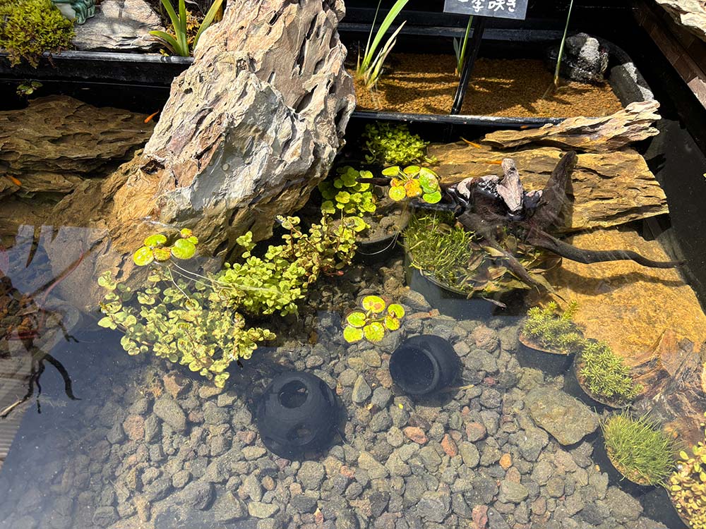 炭できれい】メダカの隠れ家 タートル | 杜若園芸WEBショップ｜水草の