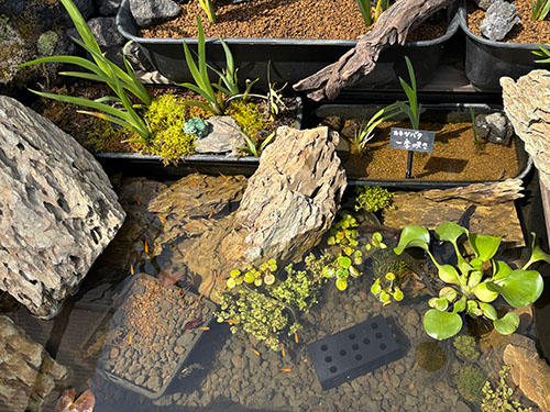炭できれい】メダカの隠れ家 スクエア大 | 杜若園芸WEBショップ｜水草