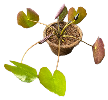 産ランランドDX植えパープルジョイ画像