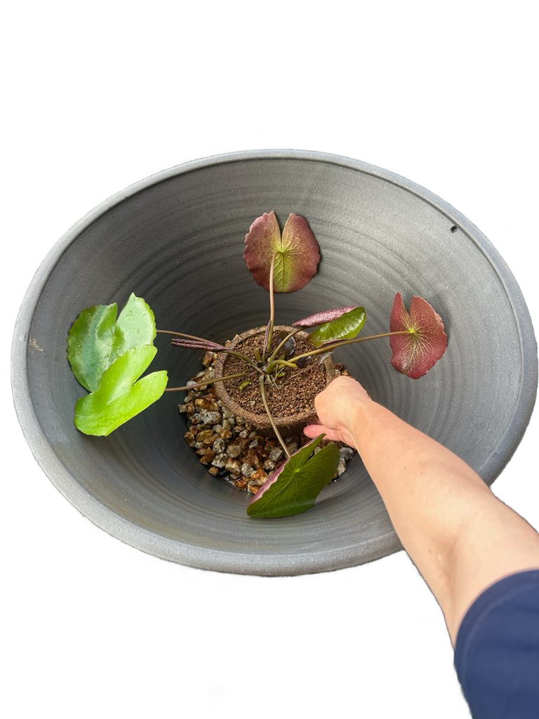 プラボートに寄せ植えを置く