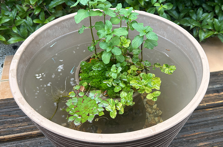 水を注ぐ