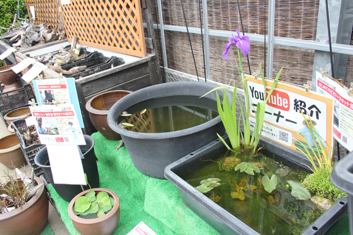 255円 人気TOP ビオトープ 水辺植物 日本クリンソウ １ポット 湿生植物