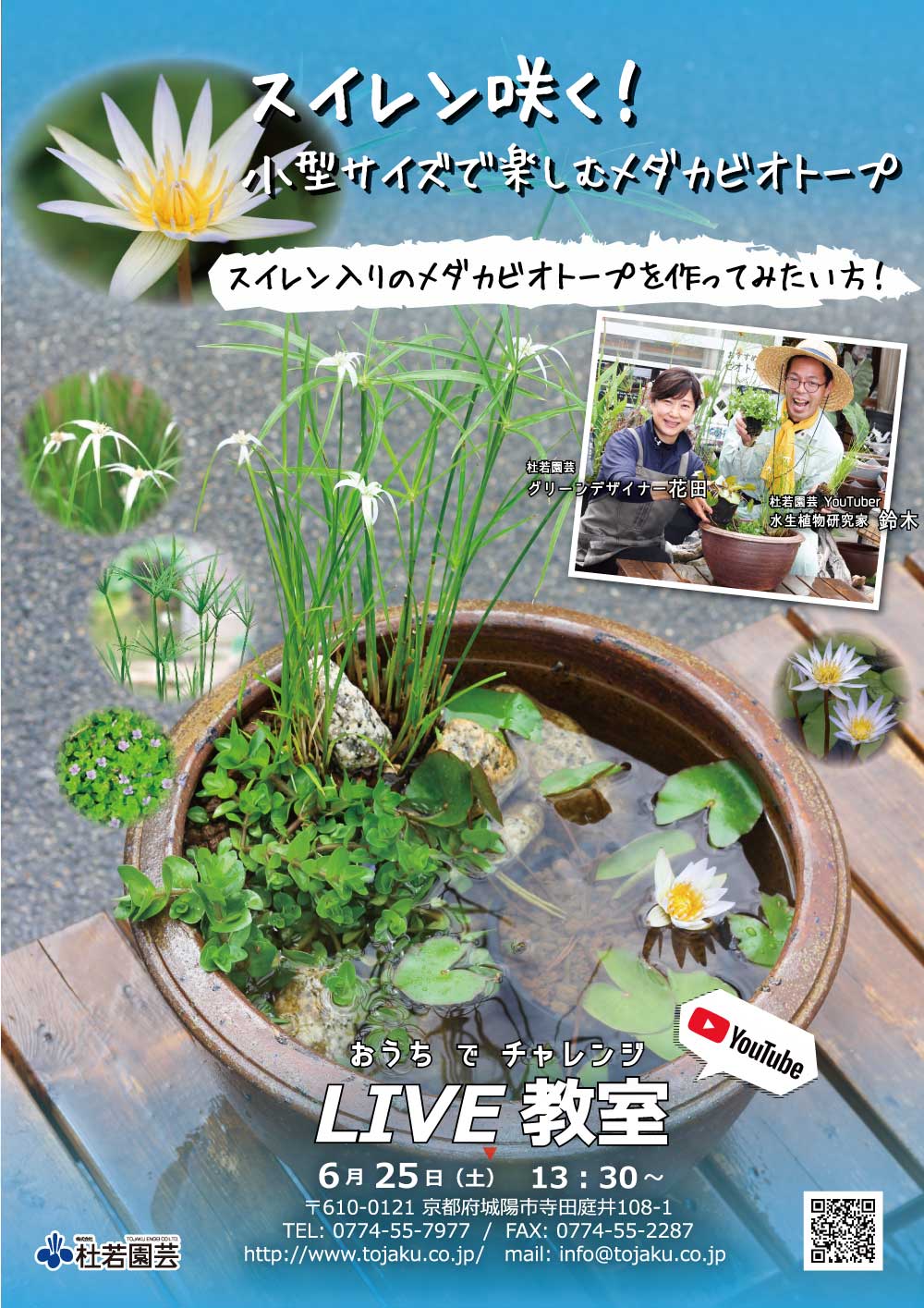 レア品種 流通少・睡蓮(令和水桃) 水生植物 水草 ビオトープ メダカ スイレン 蓮 ハス - ペット用品