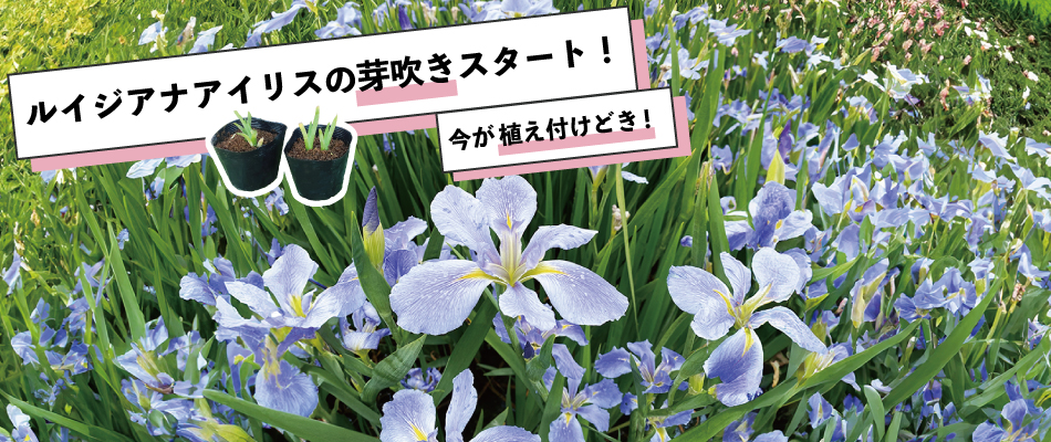 ルイジアナアイリスの芽吹き