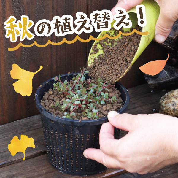 植え替えキット