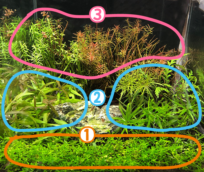 【72%OFF!】 水草 希少種入 前景から後景まで育てやすい種 簡単育成水草10種セット
