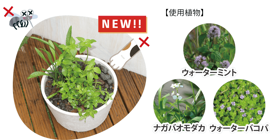 【水質浄化石入り】ミント香るメダカの隠れ家寄せ植え(ウォーターミント・ナガバオモダカ・ウォーターバコパ)