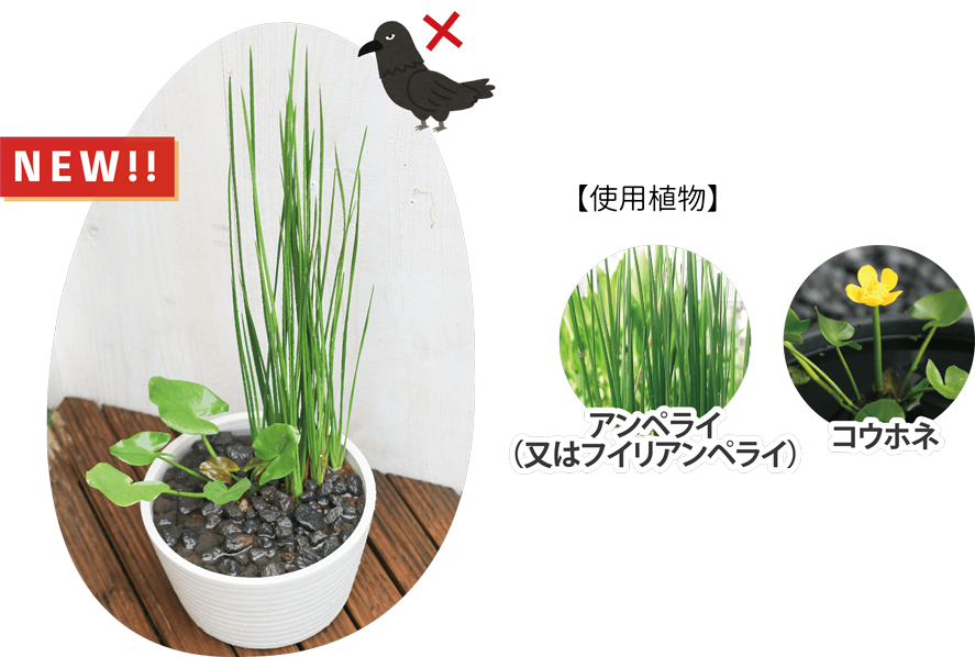 【水質浄化石入り】 アンペライ＆コウホネの外敵対策寄せ植え