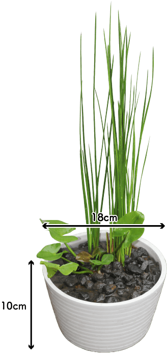 アンペライ＆コウホネの外敵対策寄せ植え