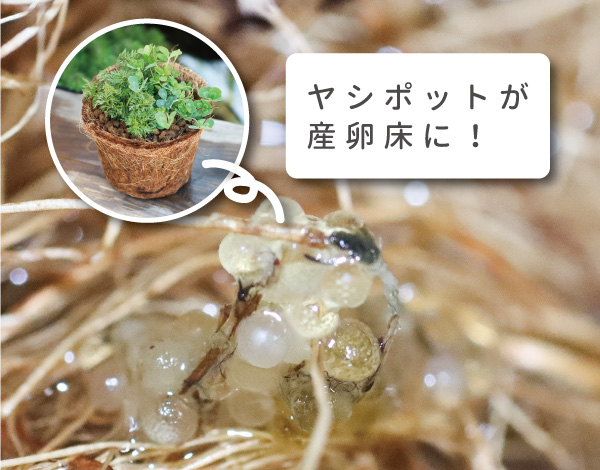 メダカの産卵