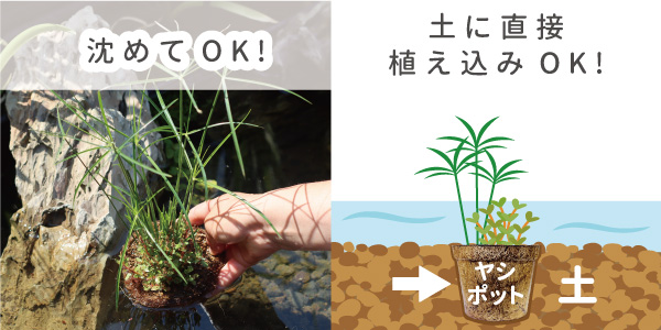 レオ様 メダカ、植物まとめ 春のおたよりvol.3