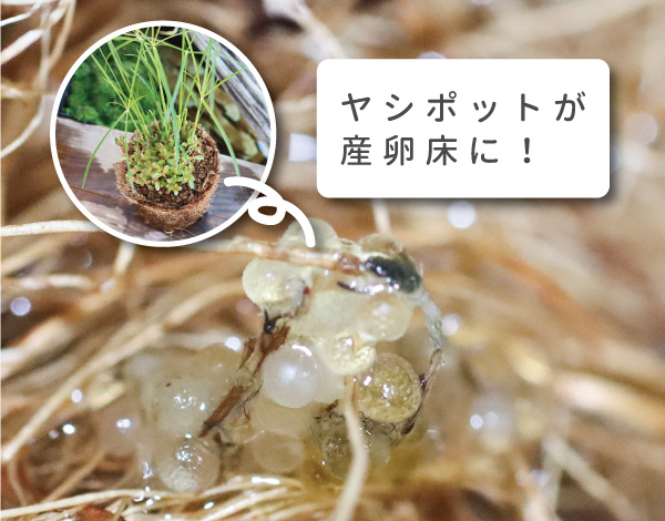 メダカの産卵