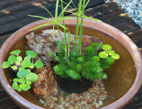 シュロガヤツリとアンブリアのアップ画像