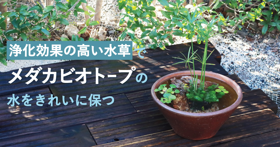 ar-0178 メダカの水質浄化用ミニカゴアレンジ