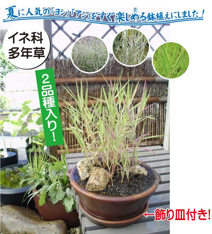 おまかせ ヨシの和風鉢寄せ植え 株式会社 杜若園芸 水草の生産販売 通販ショップ