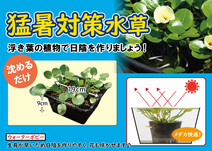 水生植物、ビオトープ、めだか、黄色花、４苗＋おまけ１苗、 - 水草育成