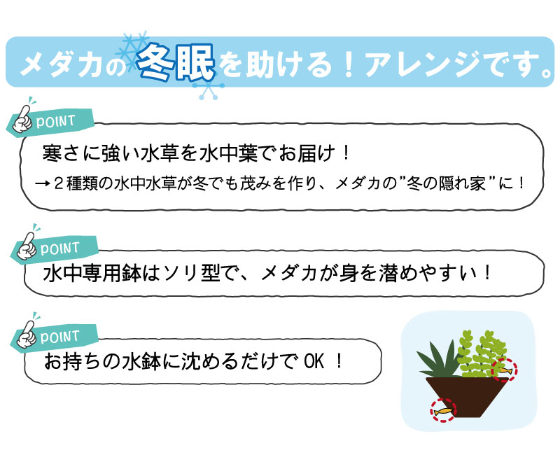 陶器鉢入り 完全水中水草アレンジb ナガバオモダカ ロタラロトンジフォリア 水中葉 株式会社 杜若園芸 水草の生産販売 通販ショップ