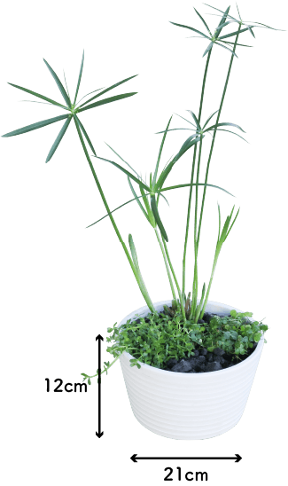 メダカ水草3種寄せ植え