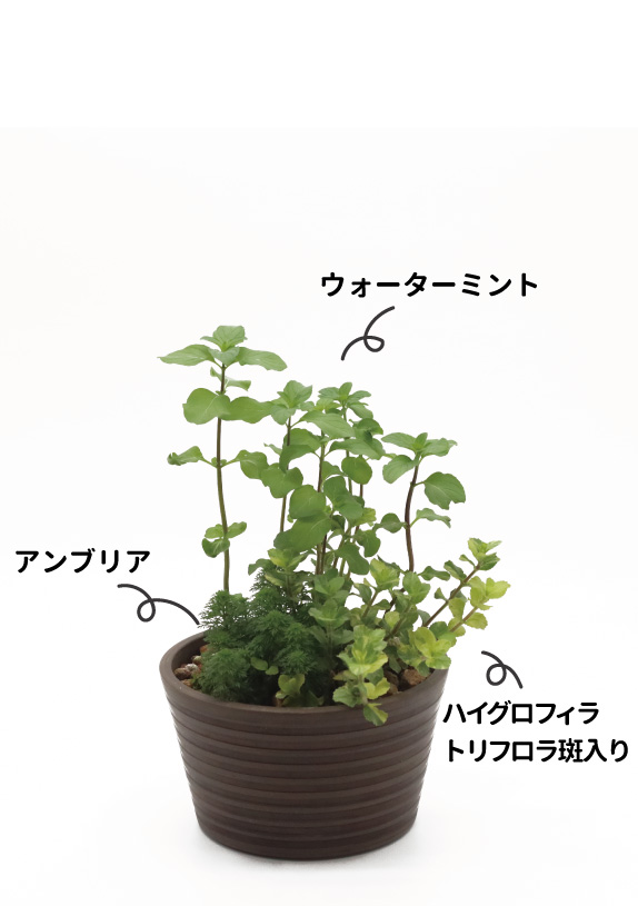 アレンジA画像