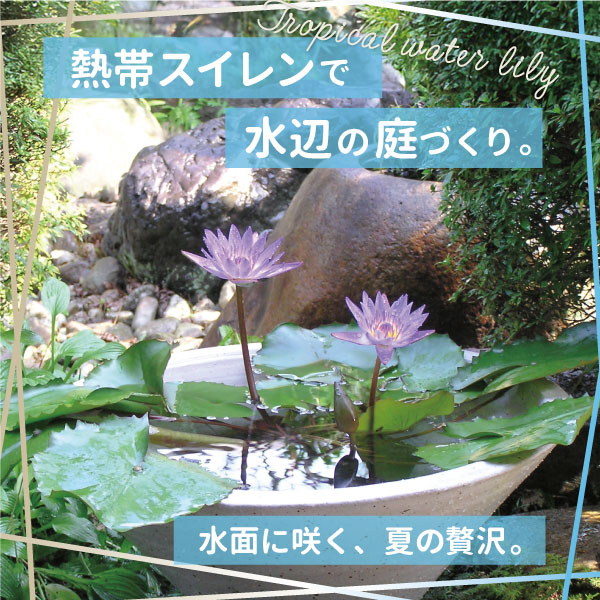 株式会社 杜若園芸｜水草の生産販売【通販ショップ】