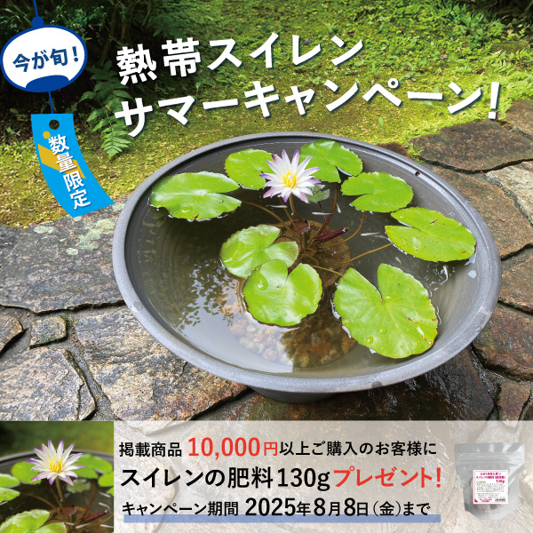 株式会社 杜若園芸｜水草の生産販売【通販ショップ】