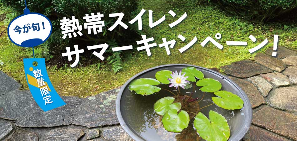 熱帯スイレンセットバナー