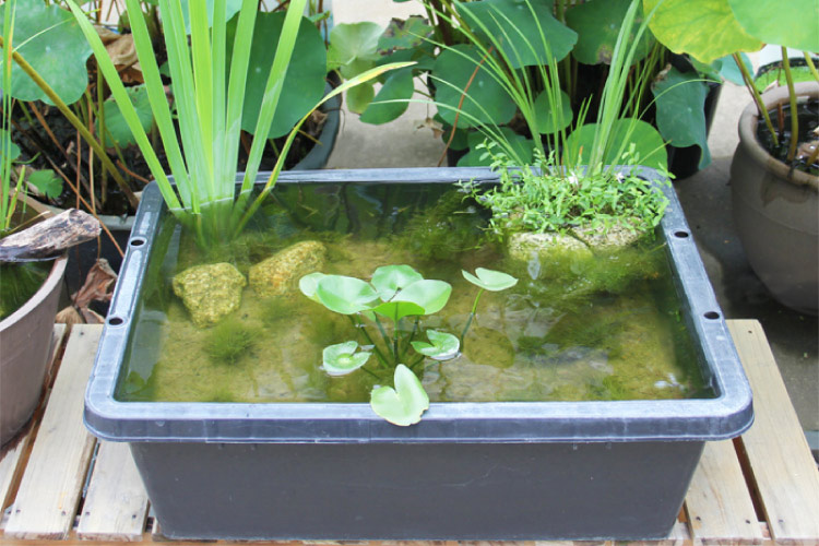 PLABOAT ブラック (プラボート) 【トロ舟、プラ舟】 | 杜若園芸WEB