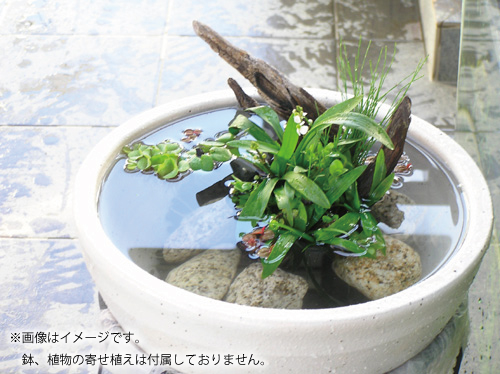 祝福 ジャンピングジャック 自動 メダカ 植木鉢 Heartandhearthforelders Com