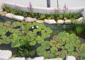 杜若園芸　とじゃくえんげい　池の施工・ビオトープ管理