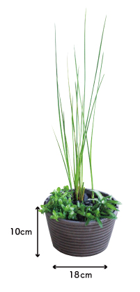 メダカ水草3種寄せ植え