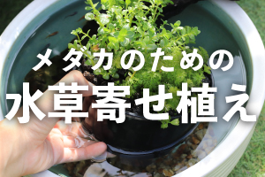 メダカのための水草寄せ植え