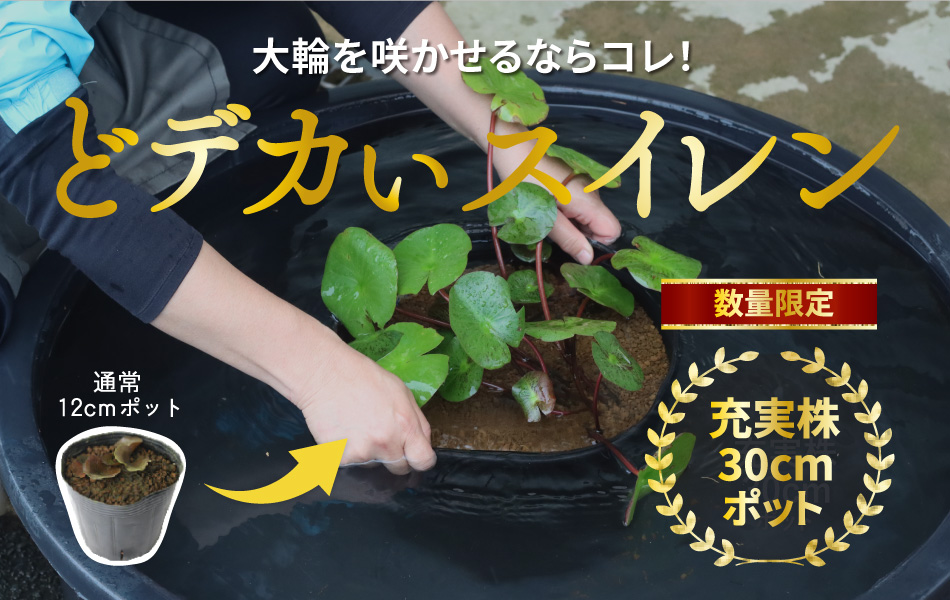 数量限定！のびのび大きく育つ！どデカいスイレンポット新登場！