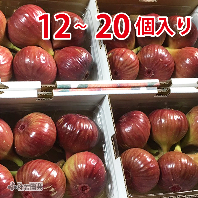 京都・城陽の特産品】秋の味覚！旬のいちじくを販売いたします！ | 杜若園芸WEBショップ｜水草の生産販売【通販ショップ】