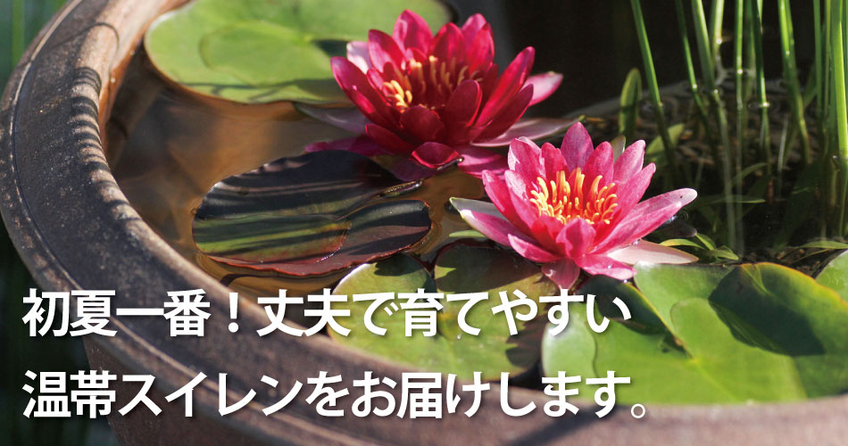 花芽付き温帯スイレン