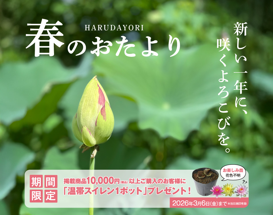 2026年春のおたよりvol.1バナー