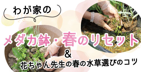 わが家のメダカ鉢 春のリセット | 杜若園芸WEBショップ｜水草の生産販売【通販ショップ】