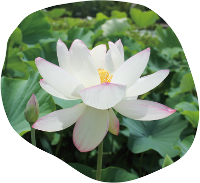 has-221酔妃蓮イメージ