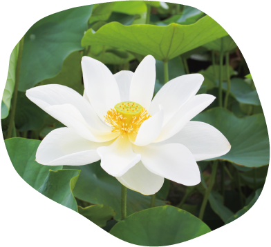 has-222清月蓮イメージ