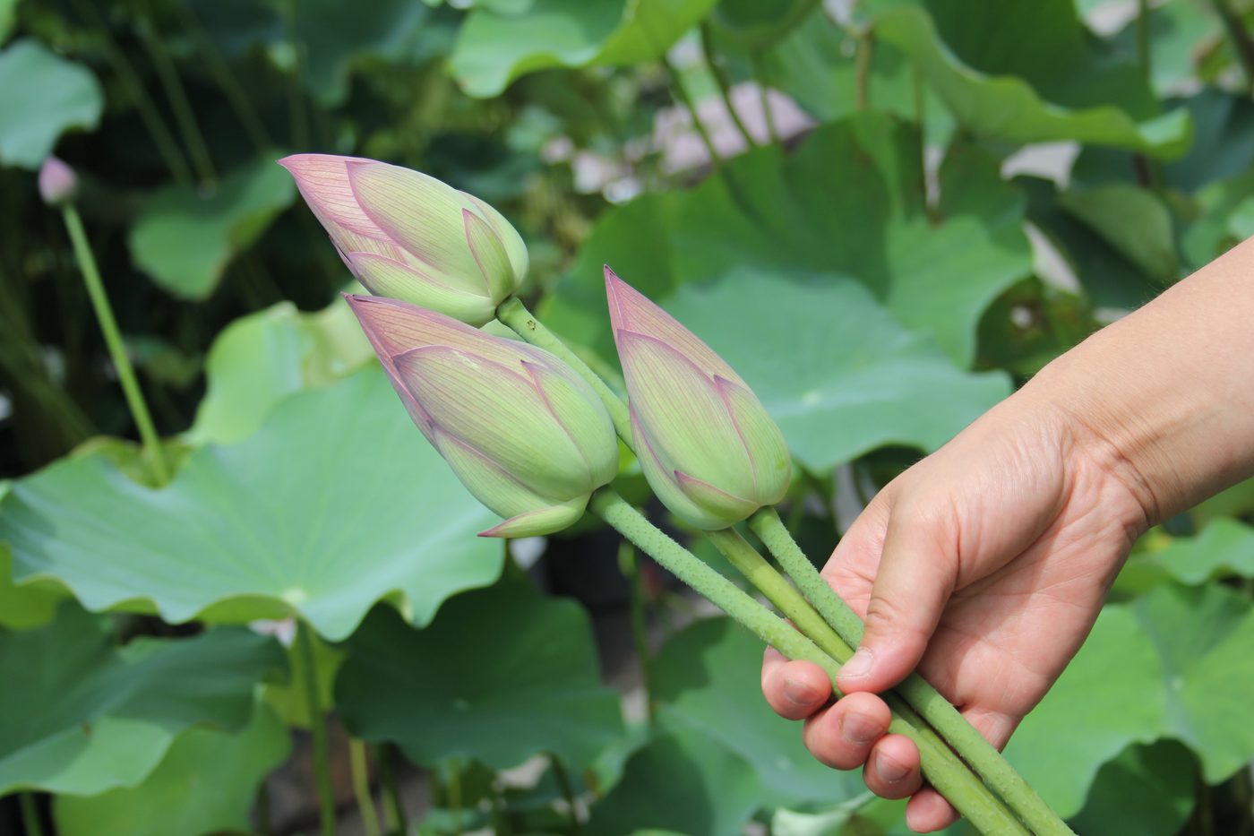 手に持ったハスの切り花、つぼみ3本