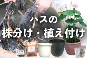 蓮の株分け・植え付け資材