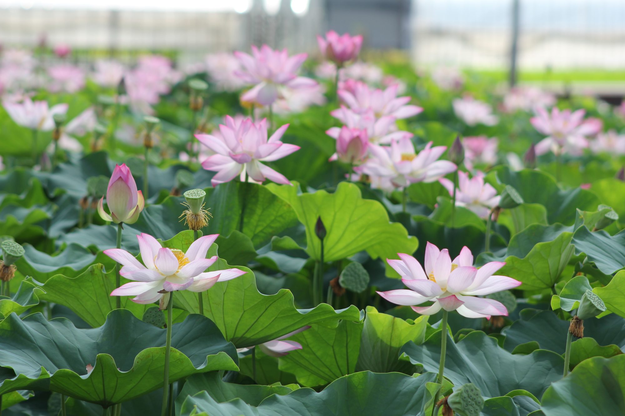 杜若園芸の農場で一面に咲くピンクのハスの花