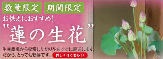 ハス 蓮 はすの通販（販売） | 株式会社 杜若園芸｜水草の生産販売